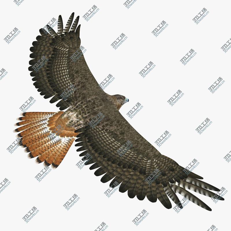 images/goods_img/202105074/Hawk (RIGGED)/4.jpg